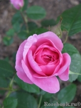 Gertrude Jekyll