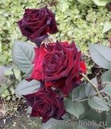 Black Baccara