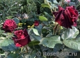 Black Baccara