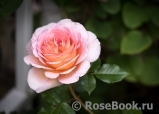 Abraham Darby