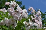 Paul’s Himalayan Musk 