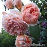 Crown Princess Margareta®