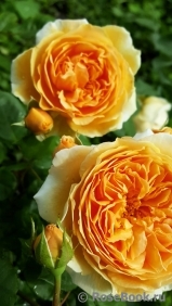 Crown Princess Margareta®