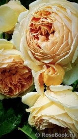 Crown Princess Margareta®