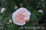 Rose de Tolbiac ®