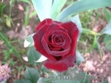 Black Baccara