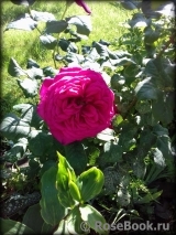 Johann Wolfgang von Goethe Rose®