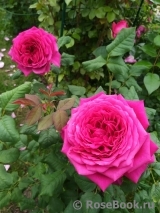 Johann Wolfgang von Goethe Rose®