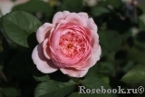 The Alnwick Rose