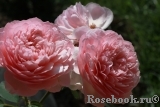 The Alnwick Rose