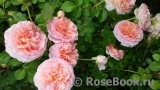 Abraham Darby