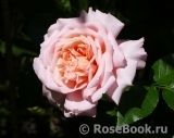 Rose de Cornouaille ®