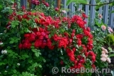 Black Forest Rose ®