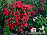 Black Forest Rose ®