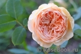 Crown Princess Margareta®