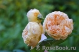 Crown Princess Margareta®