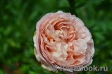 Abraham Darby