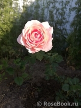 Abraham Darby