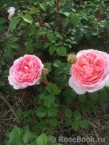 Abraham Darby