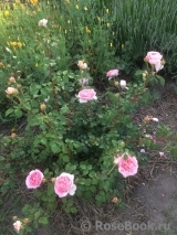 Abraham Darby