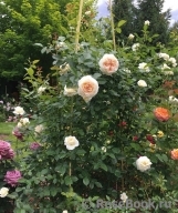 Mon Jardin et Ma Maison