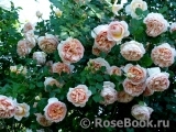 Abraham Darby