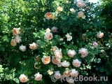 Abraham Darby