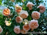 Abraham Darby