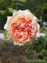 Crown Princess Margareta®