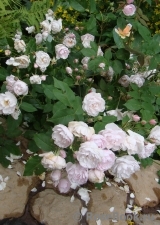 Blush Noisette 