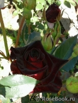 Black Baccara