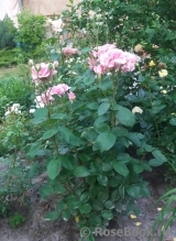 Jardins de Villandry