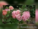 Stefanie´s Rose 