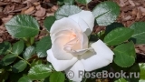 Aspirin Rose