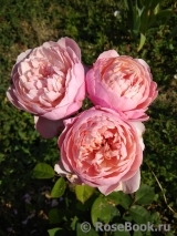 The Alnwick Rose