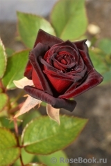 Black Baccara