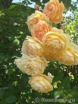 Crown Princess Margareta®