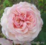 A Shropshire Lad