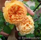 Crown Princess Margareta®