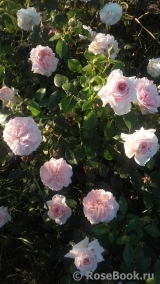 Garden of Roses 