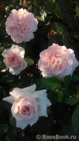 Garden of Roses 