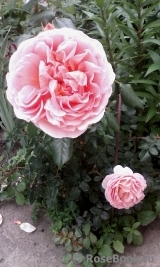 Abraham Darby