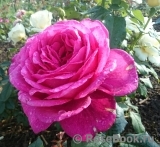 Johann Wolfgang von Goethe Rose®