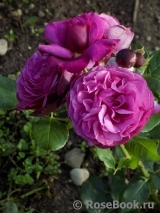 Kaffe Fassett Rose