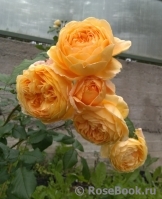 Crown Princess Margareta®