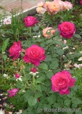 Johann Wolfgang von Goethe Rose®