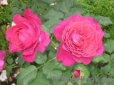 Johann Wolfgang von Goethe Rose®