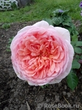 Abraham Darby