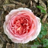 Abraham Darby