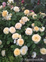 Crown Princess Margareta®